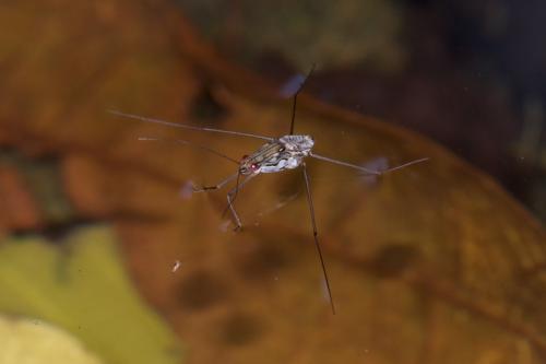 Réf. 224 427 : Tenagogonus sp.